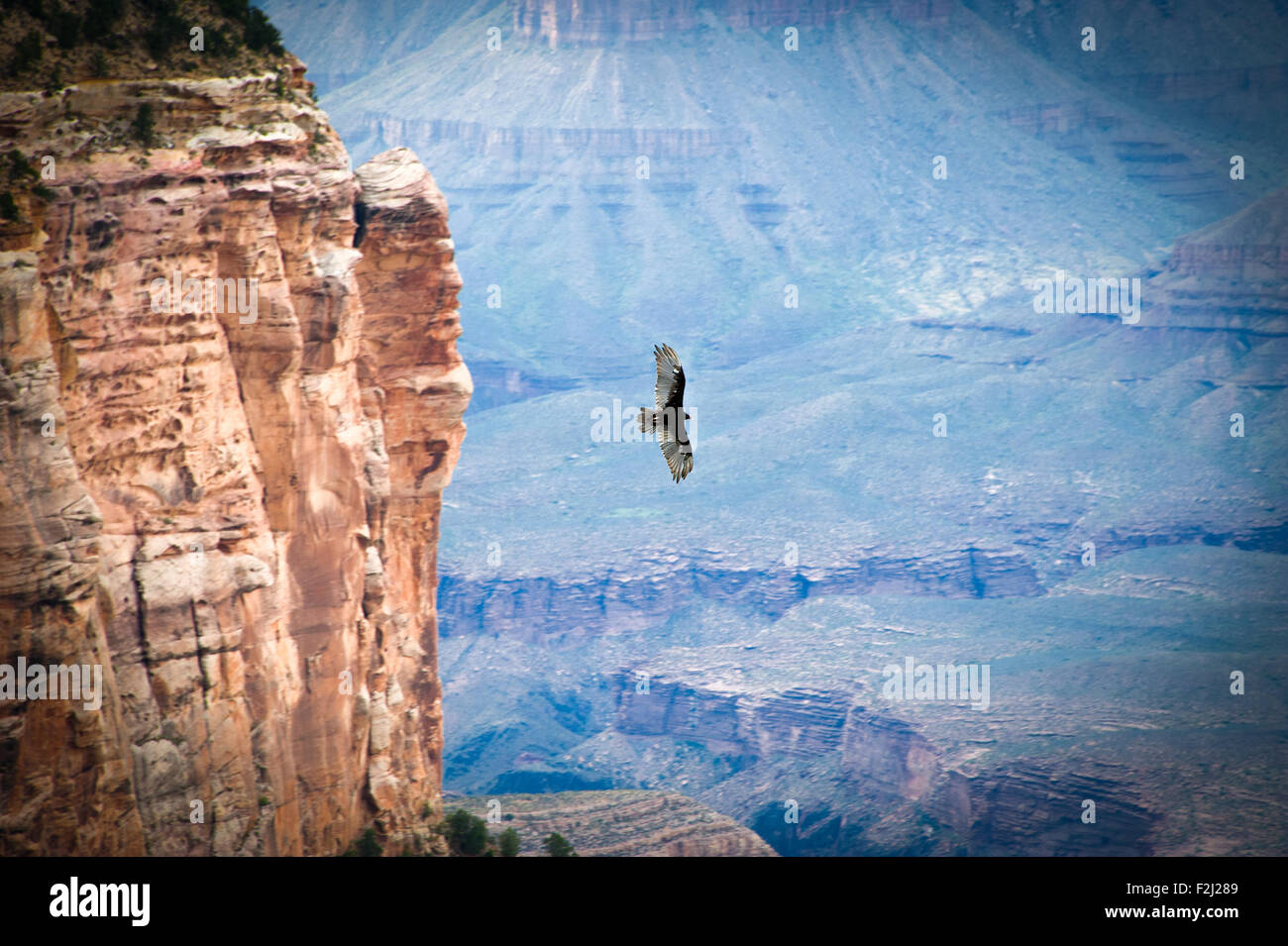 Bird flying over a canyon, Grand Canyon, Grand Canyon National Park, Arizona, USA Stock Photo