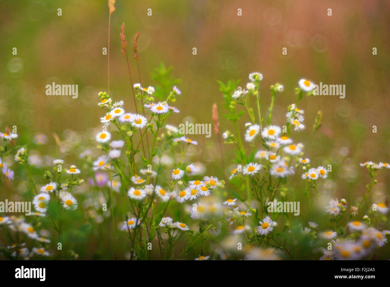 View of white daisies in the countryside Stock Photo