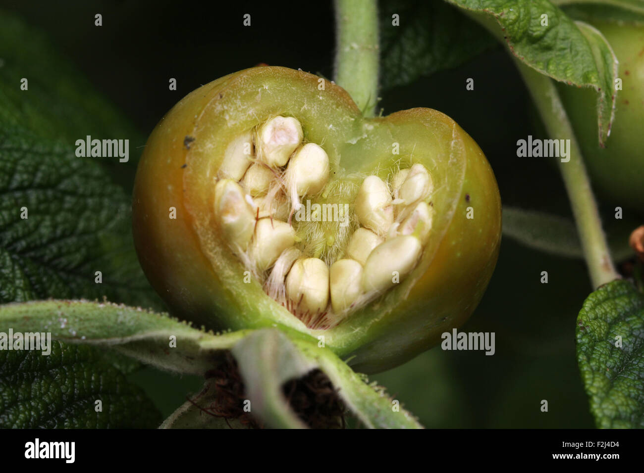 Large Rose hips showing seeds inside casing. Stock Photo