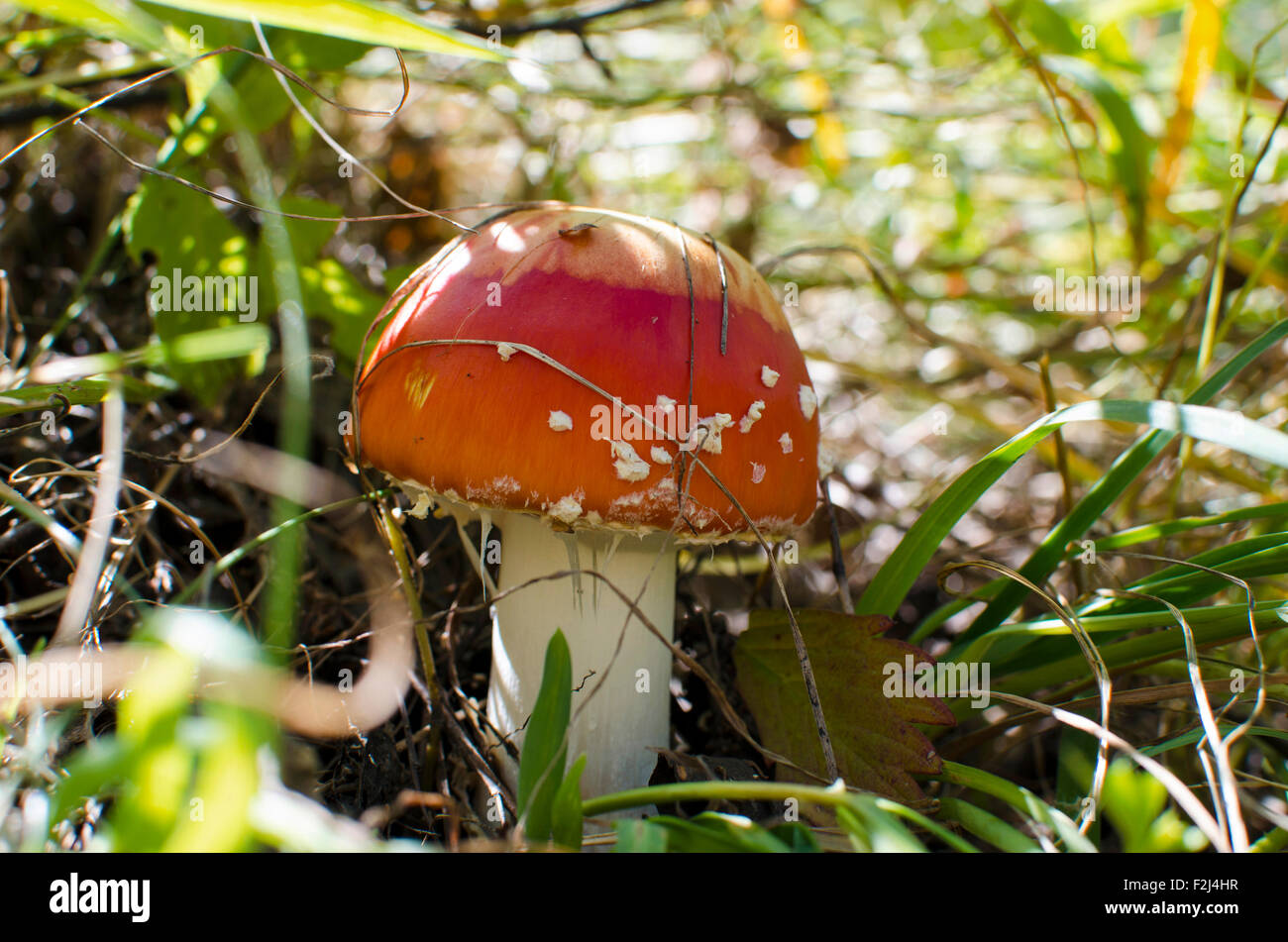 beautiful fly agaric, beautiful mushroom, collecting mushrooms, grass, hat, inedible, mushrooms, red, wood Stock Photo