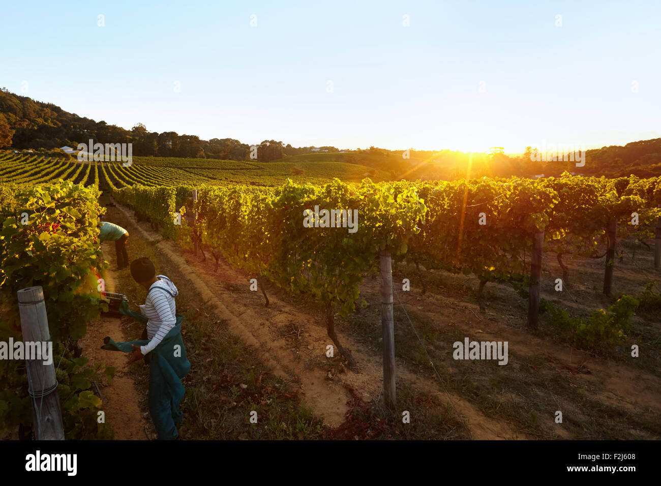 Row of vines with workers working in grape farm. People harvesting grapes in vineyard. Stock Photo