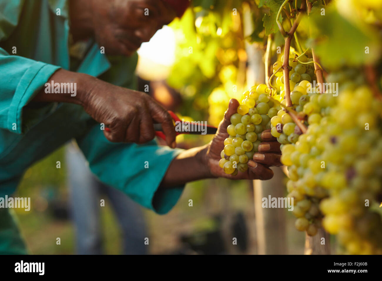Close up shot of a man picking grapes during wine harvest in vineyard. Cutting bunch of grapes from vine. Stock Photo