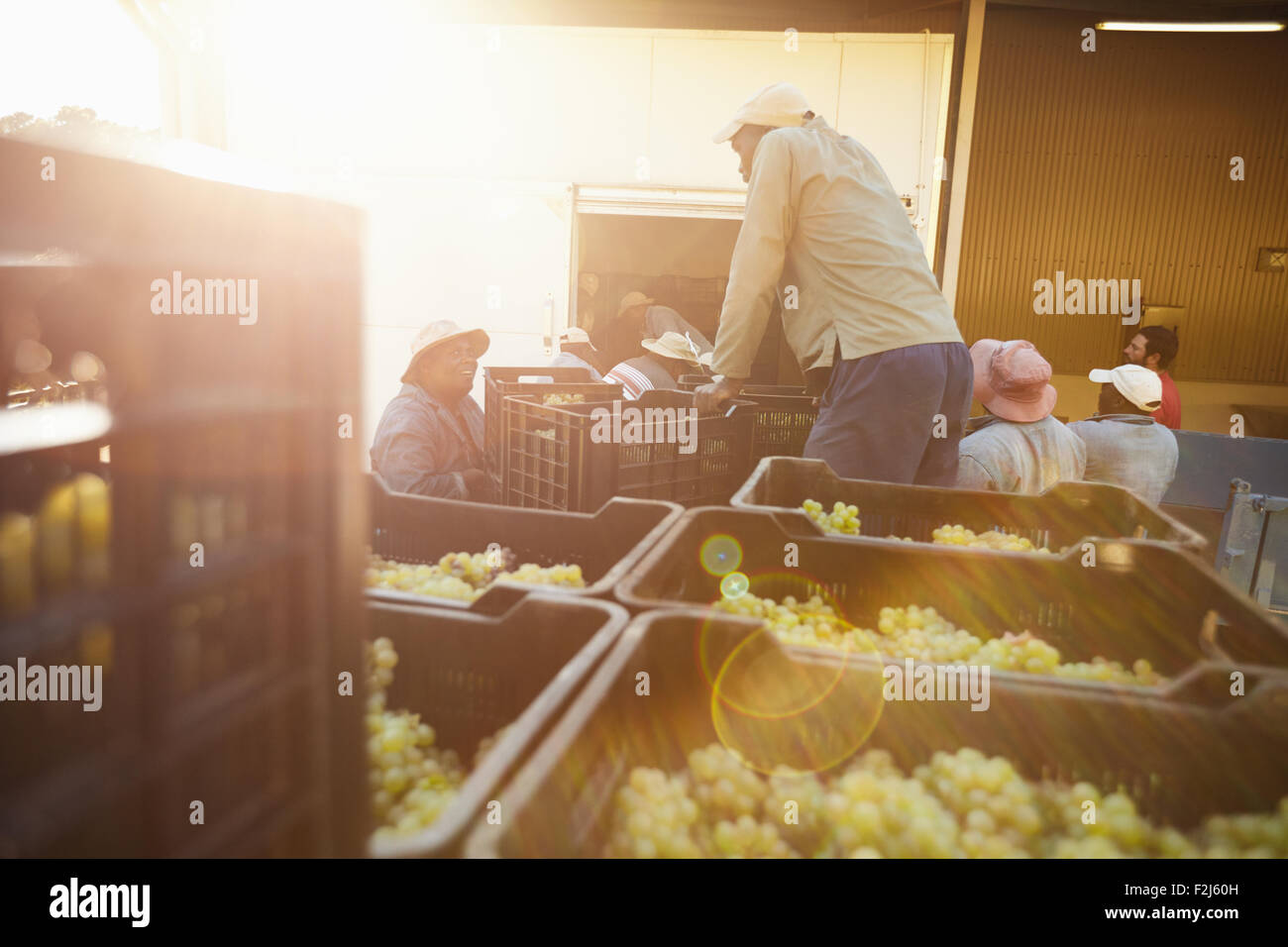 Harvested green grapes in boxes ready to unload at the wine factory for making wine. Vineyard workers working in wine factory. Stock Photo