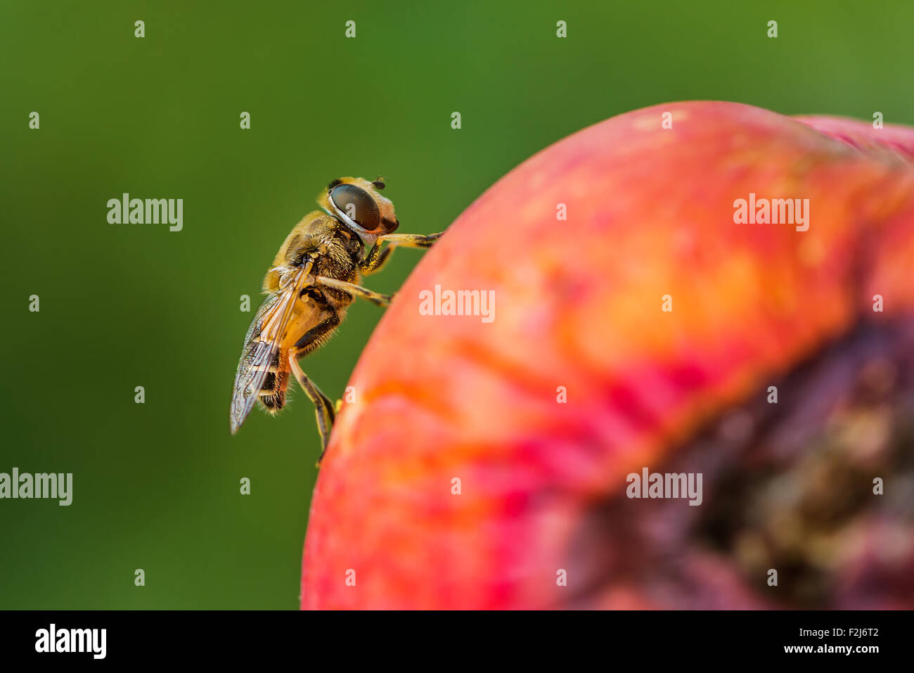 Honey bee on rotten organic apple, selective focus Stock Photo