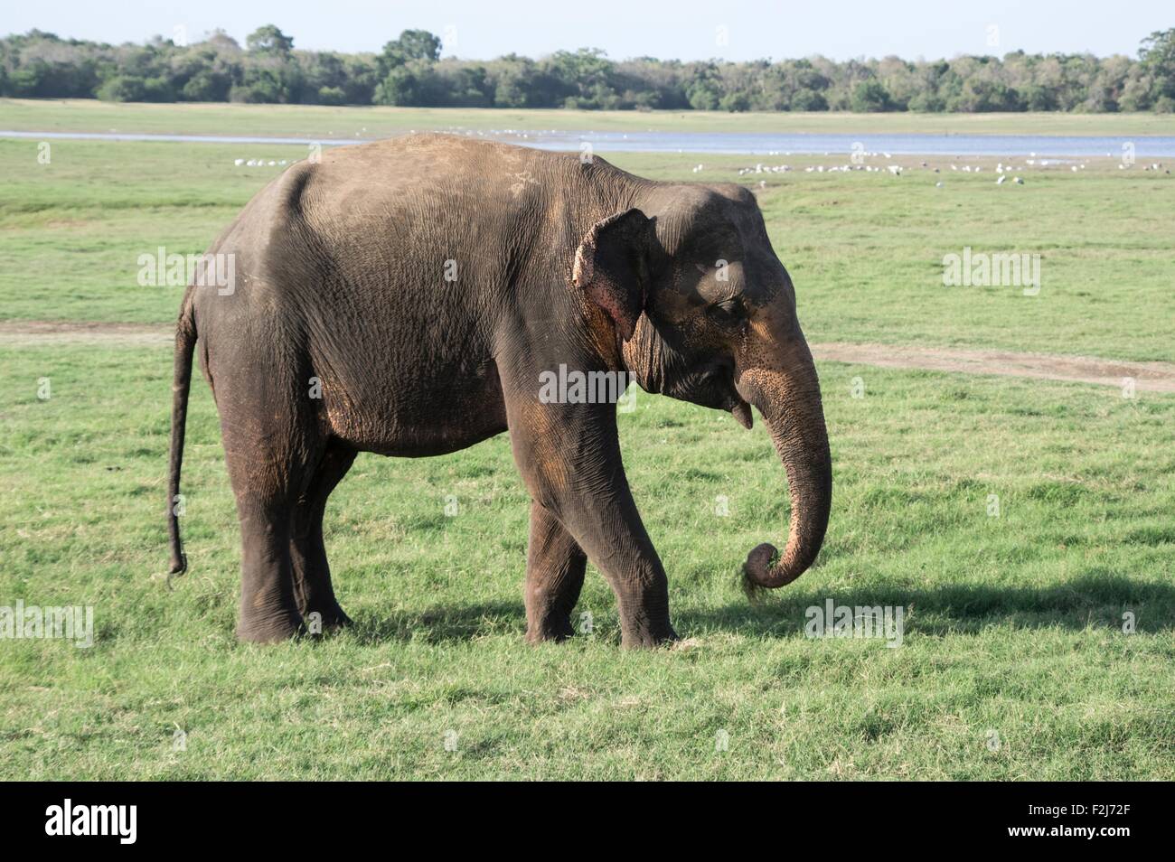 A wild elephant in Sri Lanka in Kaudulla National Park in front of a lake Stock Photo