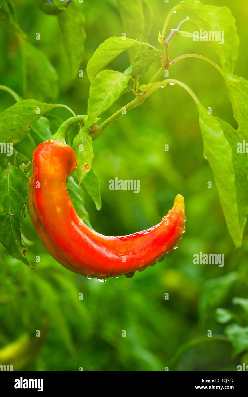 Organic red pepper homegrown in garden, selective focus, early morning sunlight Stock Photo