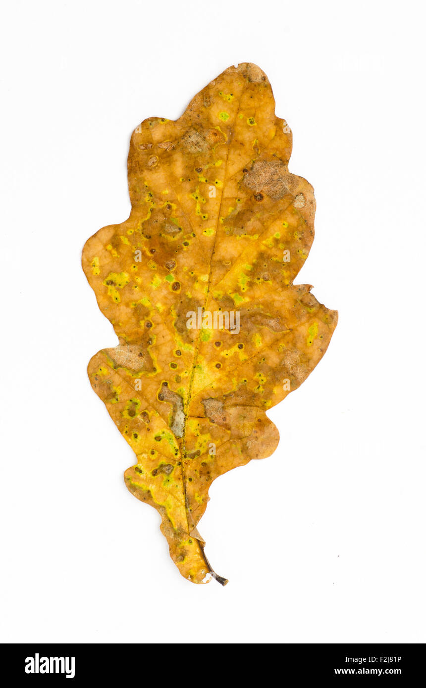 fall oak leaf isolated on white background Stock Photo