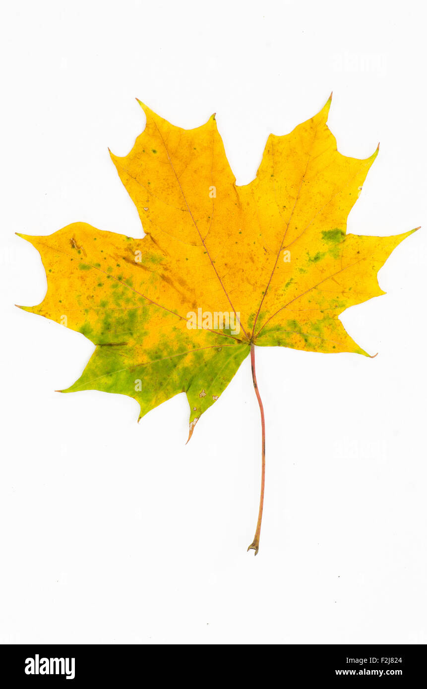 fall maple leaf isolated on white background Stock Photo - Alamy