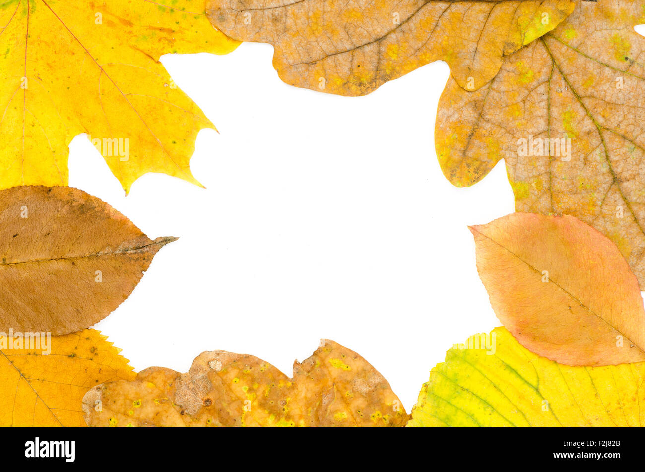 fall leaves border isolated  on white background Stock Photo