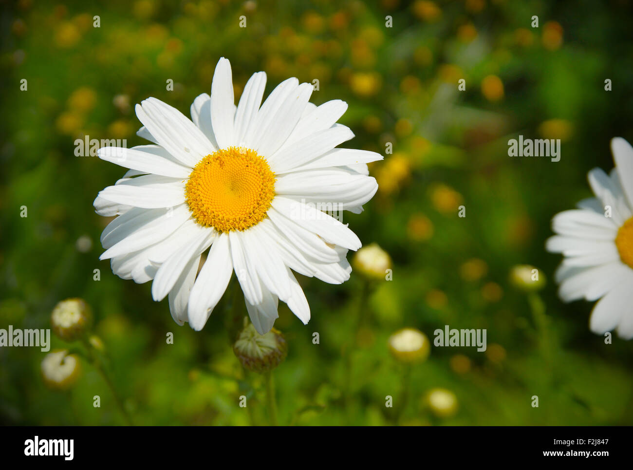 Natural background with beautiful daisy flower Stock Photo - Alamy
