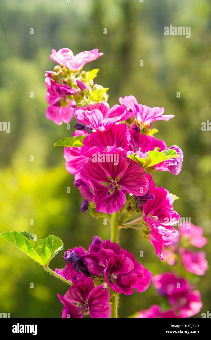 Natural floral background. Beautiful pink flowers Stock Photo - Alamy