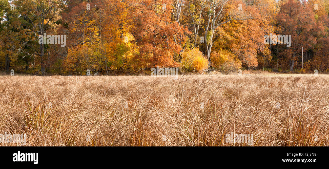 Golden, orange, brown oak leaves, reeds this side. Colorful earth tune ...