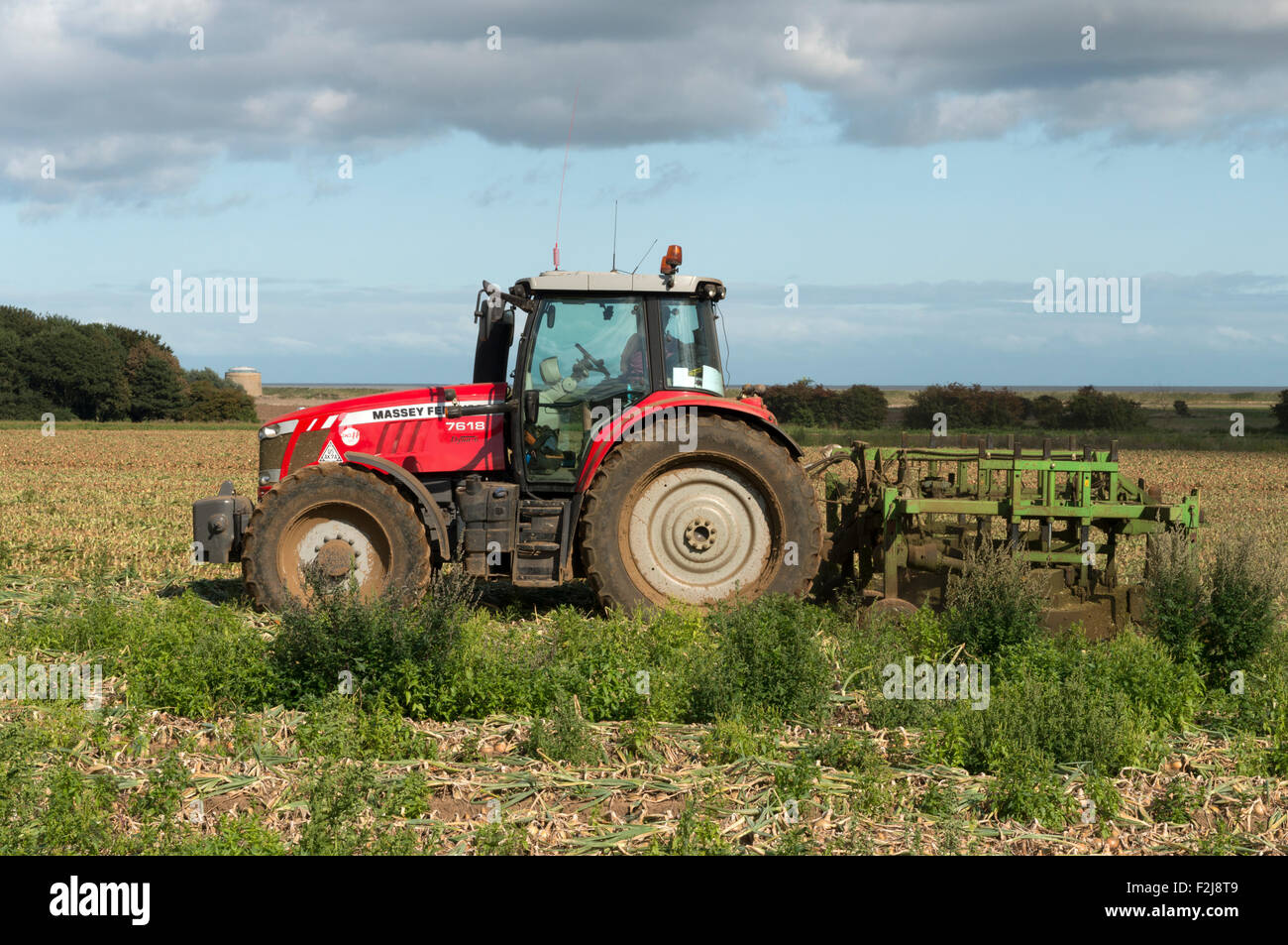 Onion harvest Bawdsey Suffolk UK Stock Photo Alamy