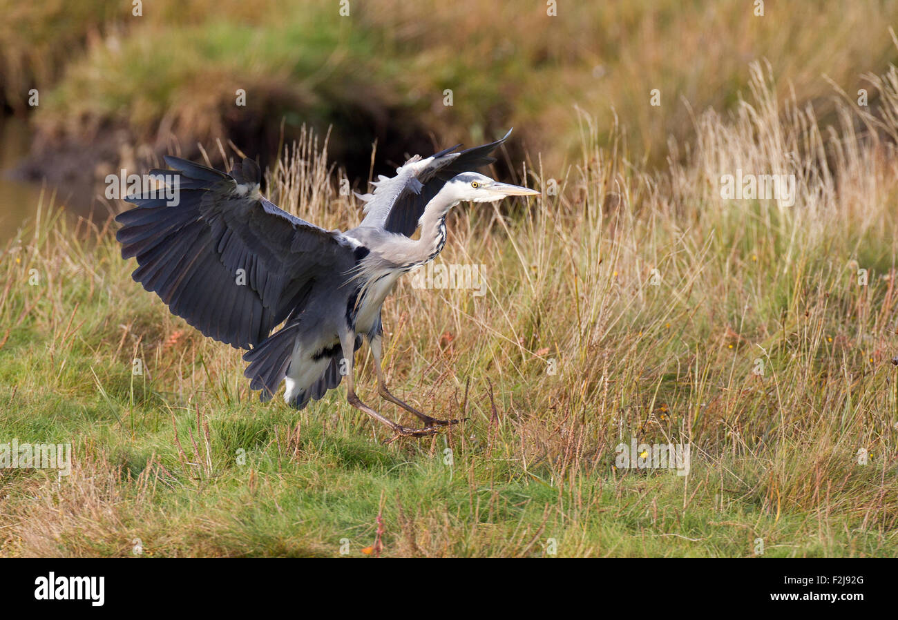 Grey Heron landing Stock Photo