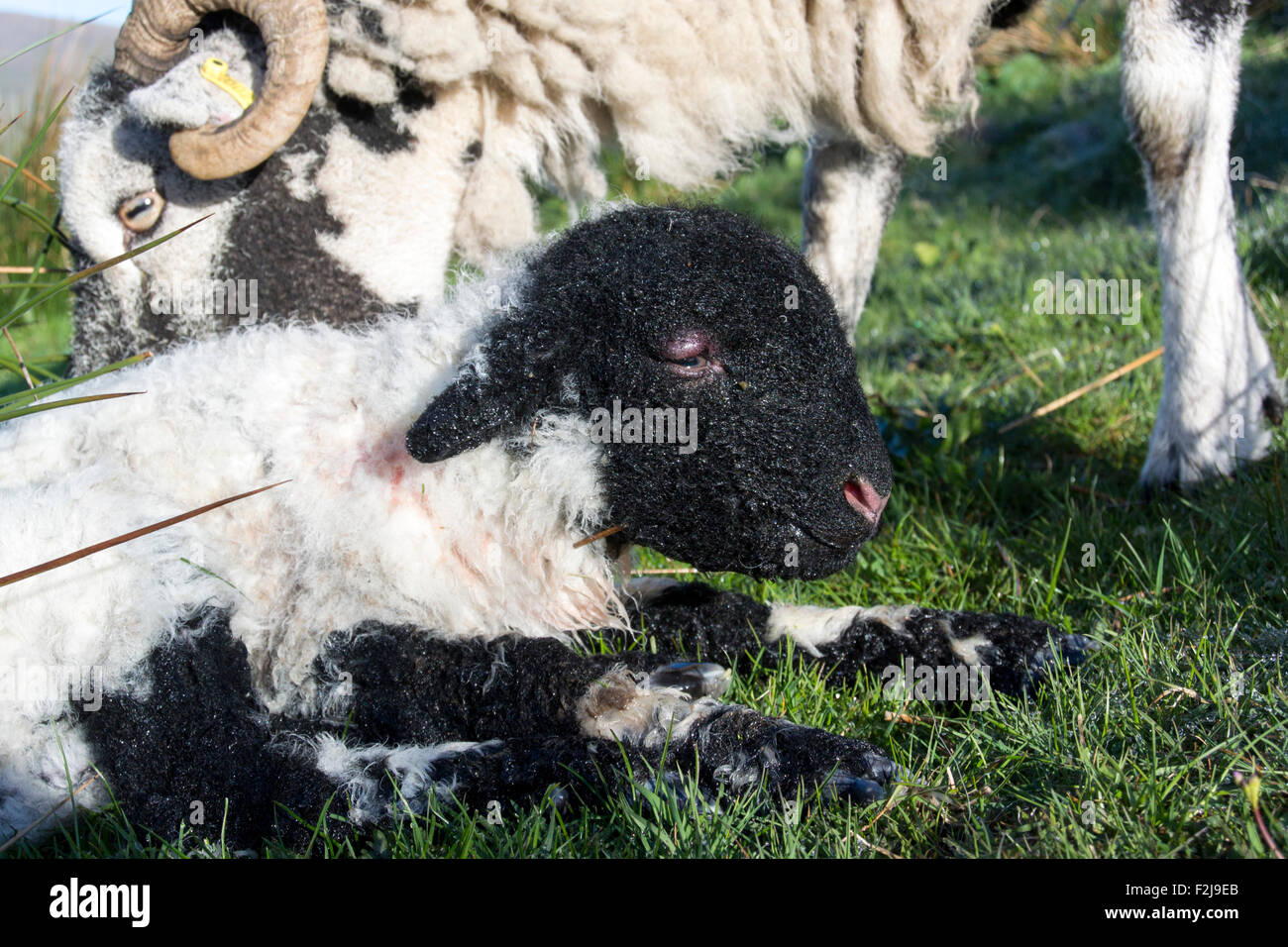 Lamb with swollen head due to being born with a front leg back, restricting the natural birth process. Stock Photo