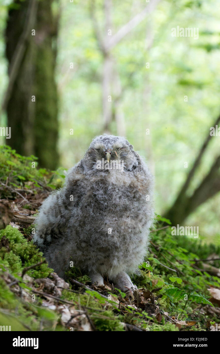 Down covered Tawny owl (Strix aluco) chick sitting on woodland floor, Cumbria, UK. Stock Photo