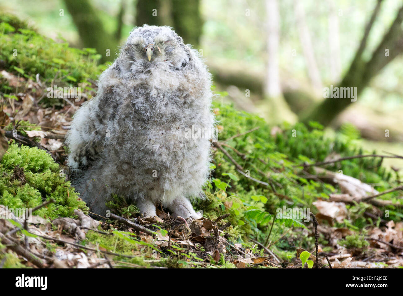 Down covered Tawny owl (Strix aluco) chick sitting on woodland floor, Cumbria, UK. Stock Photo