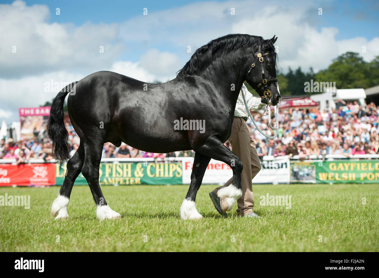 Judging the  Senior Welsh Cob Stallions at the Royal Welsh Show 2015. Stock Photo