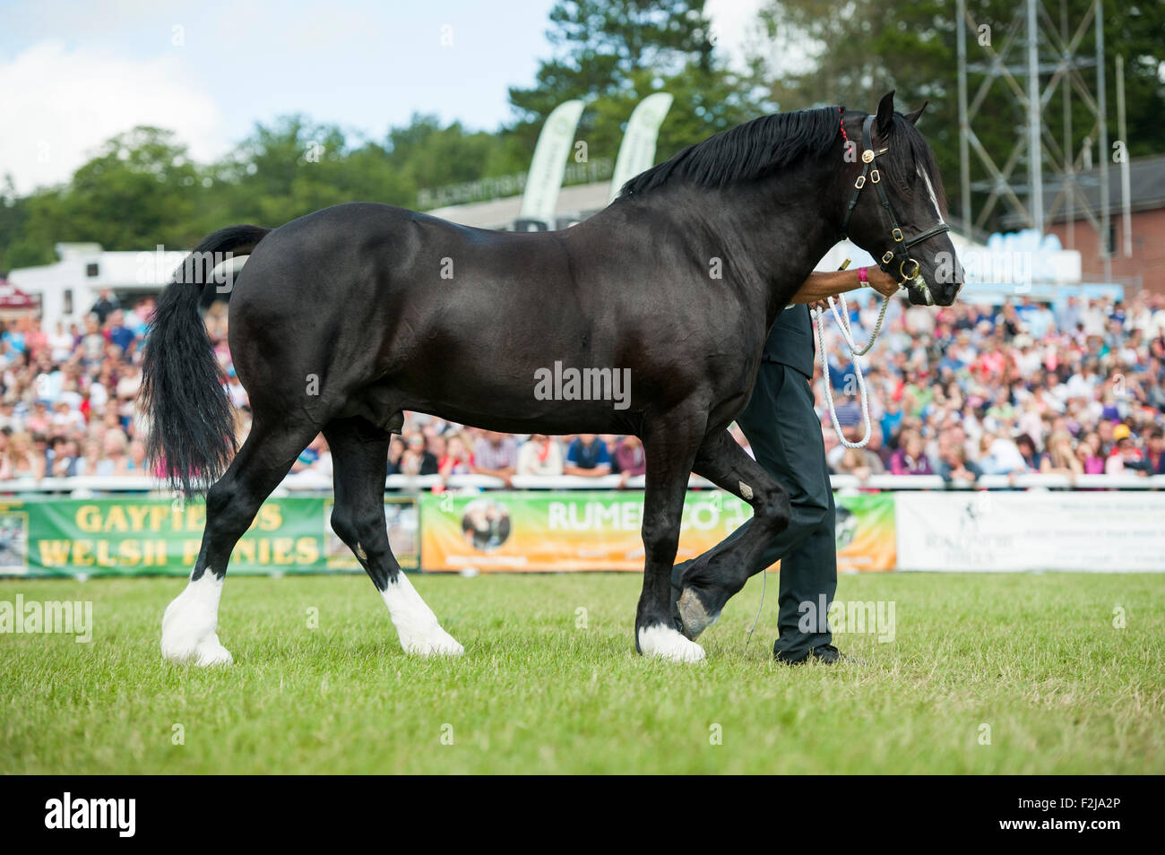 Judging the  Senior Welsh Cob Stallions at the Royal Welsh Show 2015. Stock Photo