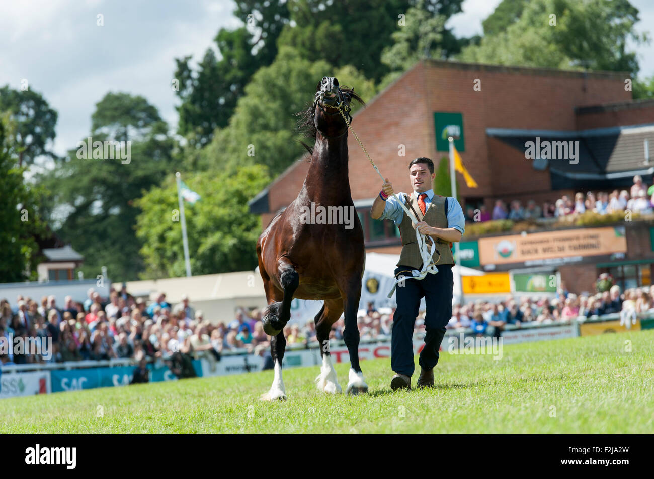 Judging the  Senior Welsh Cob Stallions at the Royal Welsh Show 2015. Stock Photo