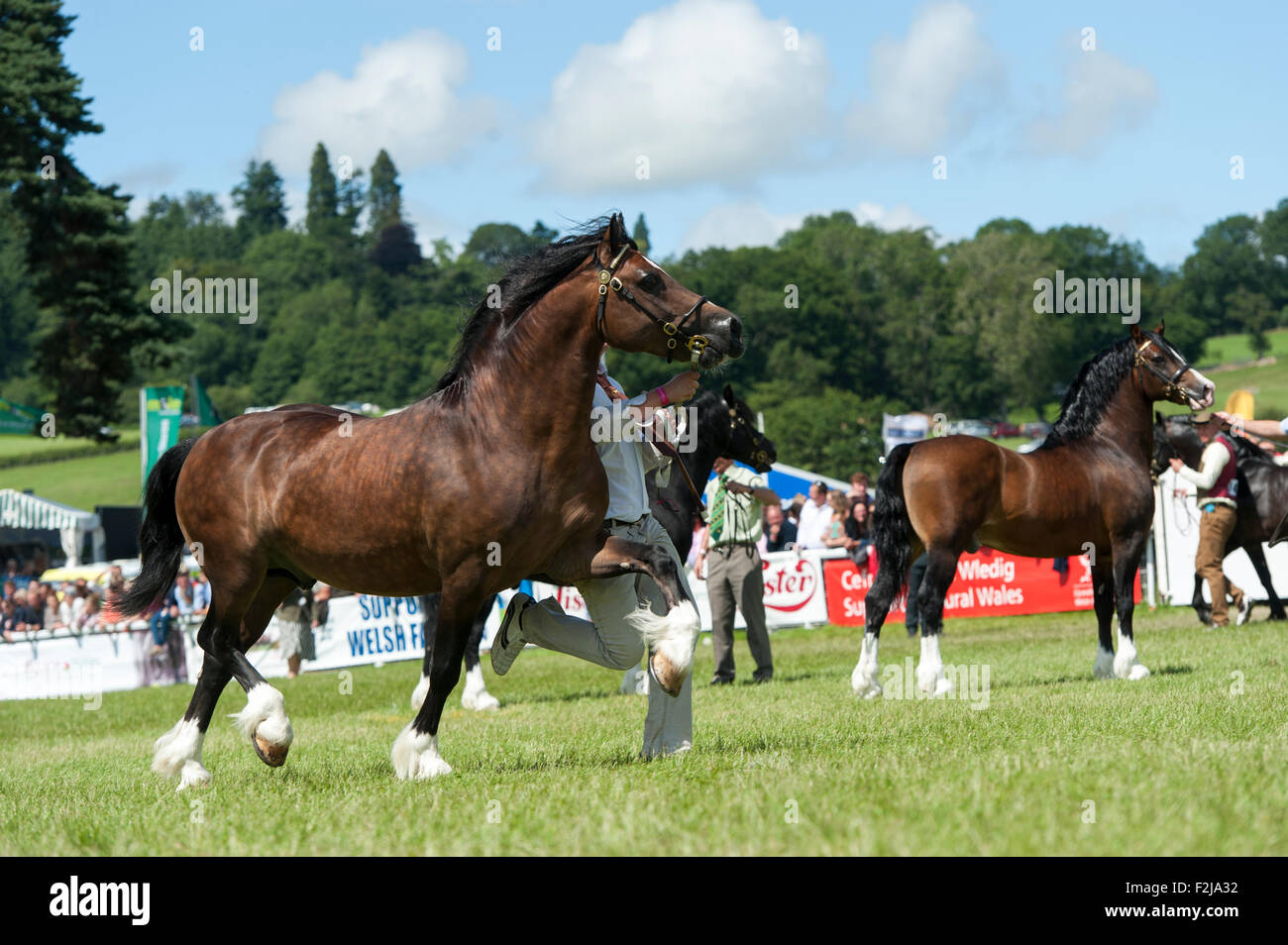 Judging the  Senior Welsh Cob Stallions at the Royal Welsh Show 2015. Stock Photo
