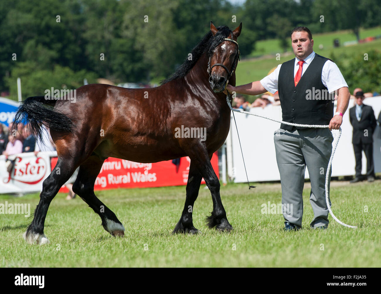 Judging the  Senior Welsh Cob Stallions at the Royal Welsh Show 2015. Stock Photo