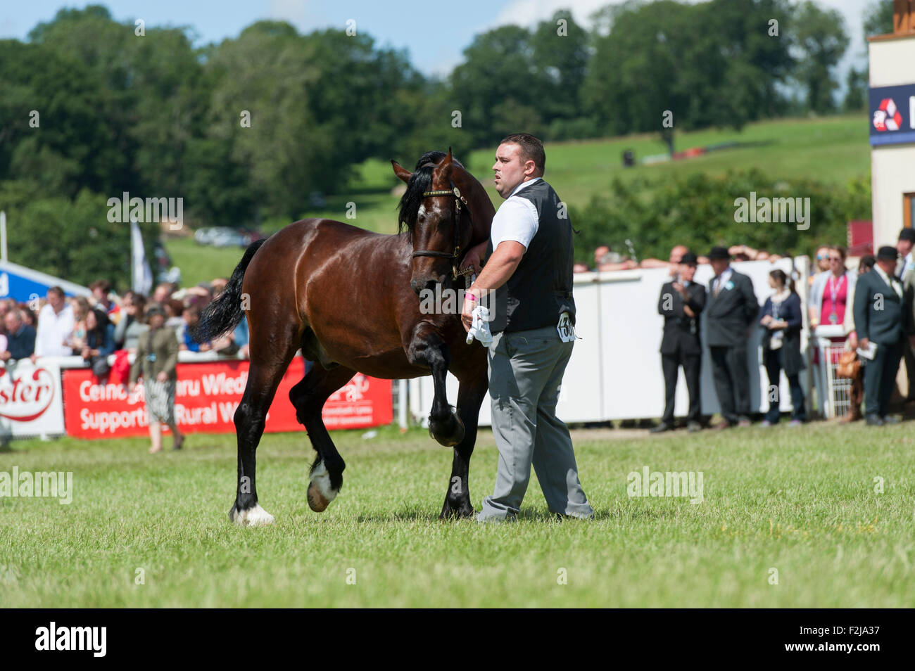 Judging the  Senior Welsh Cob Stallions at the Royal Welsh Show 2015. Stock Photo