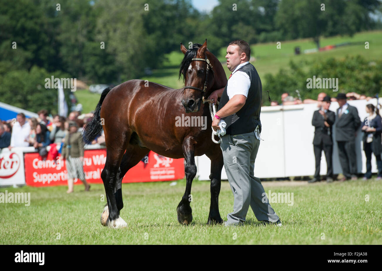 Judging the  Senior Welsh Cob Stallions at the Royal Welsh Show 2015. Stock Photo