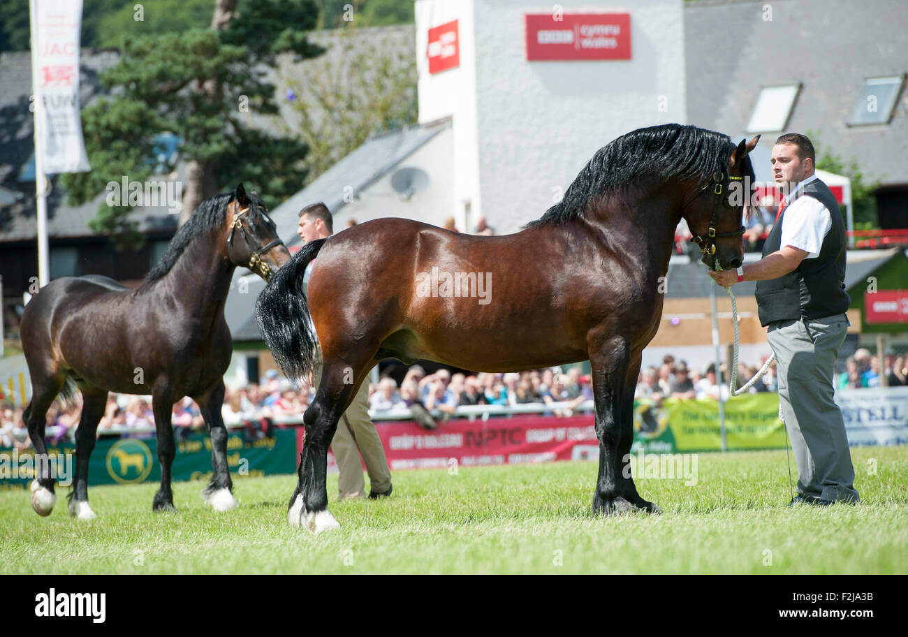 Judging the  Senior Welsh Cob Stallions at the Royal Welsh Show 2015. Stock Photo