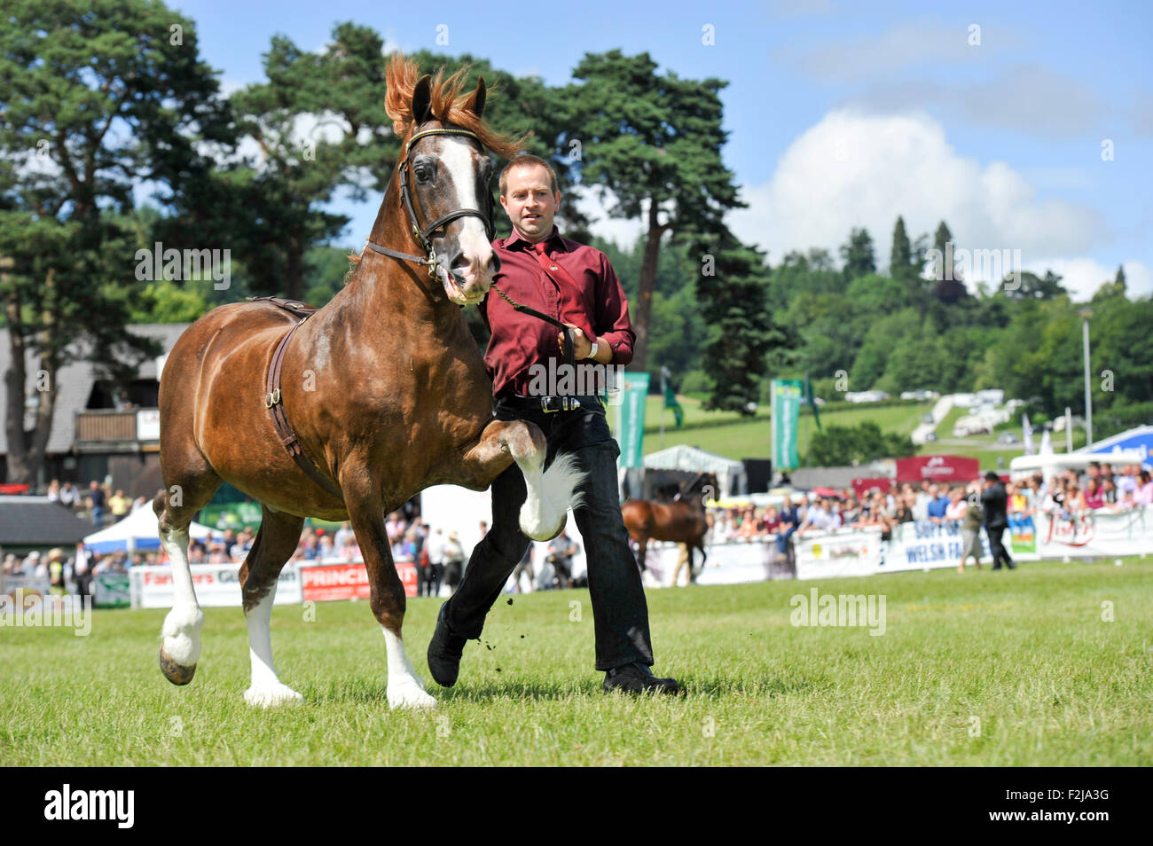 Judging the  Senior Welsh Cob Stallions at the Royal Welsh Show 2015. Stock Photo