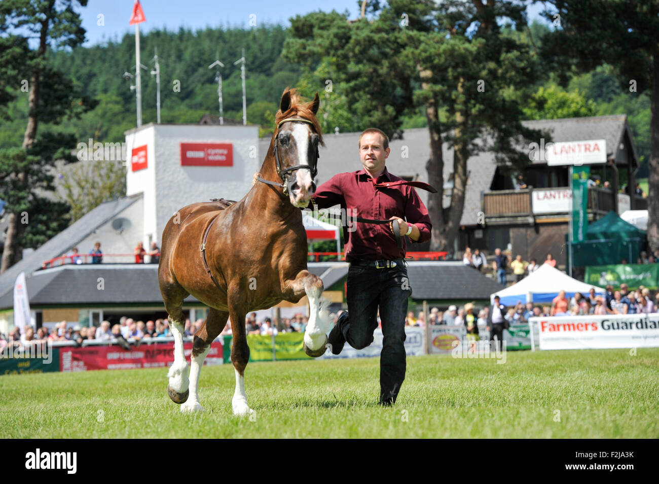 Judging the  Senior Welsh Cob Stallions at the Royal Welsh Show 2015. Stock Photo