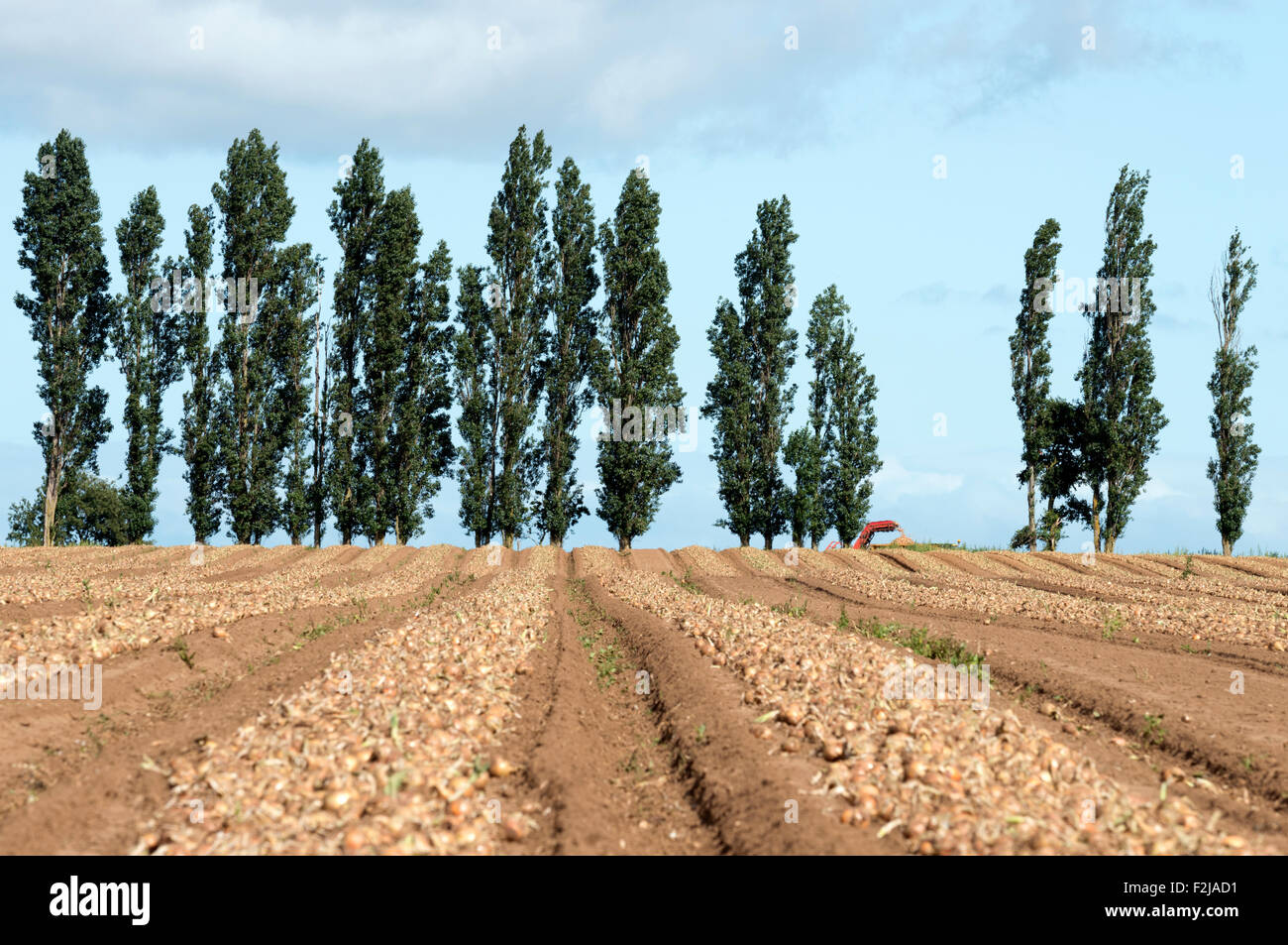 Onion harvest, Hollesley, Suffolk, UK Stock Photo Alamy