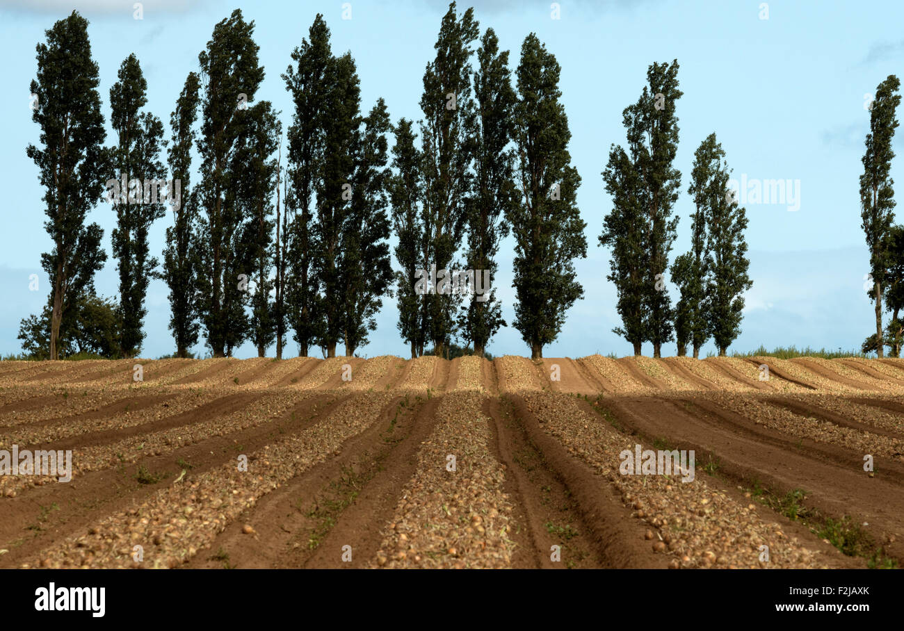 Onion harvest, Hollesley, Suffolk, UK Stock Photo Alamy
