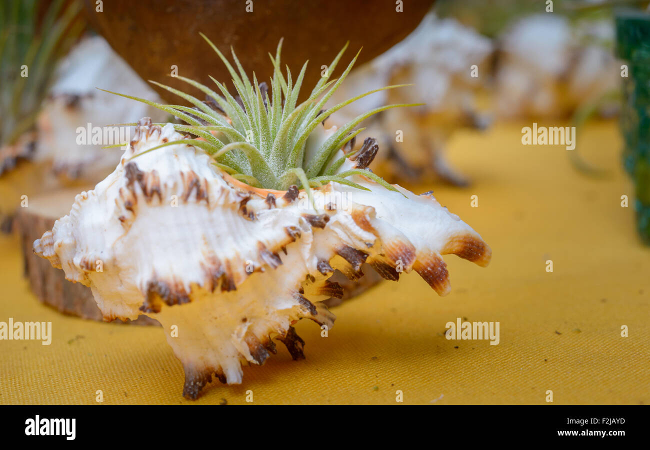 Nice composition of Tillandsia, species of evergreen, perennial flowering plants in the family Bromeliaceae, native to the fores Stock Photo