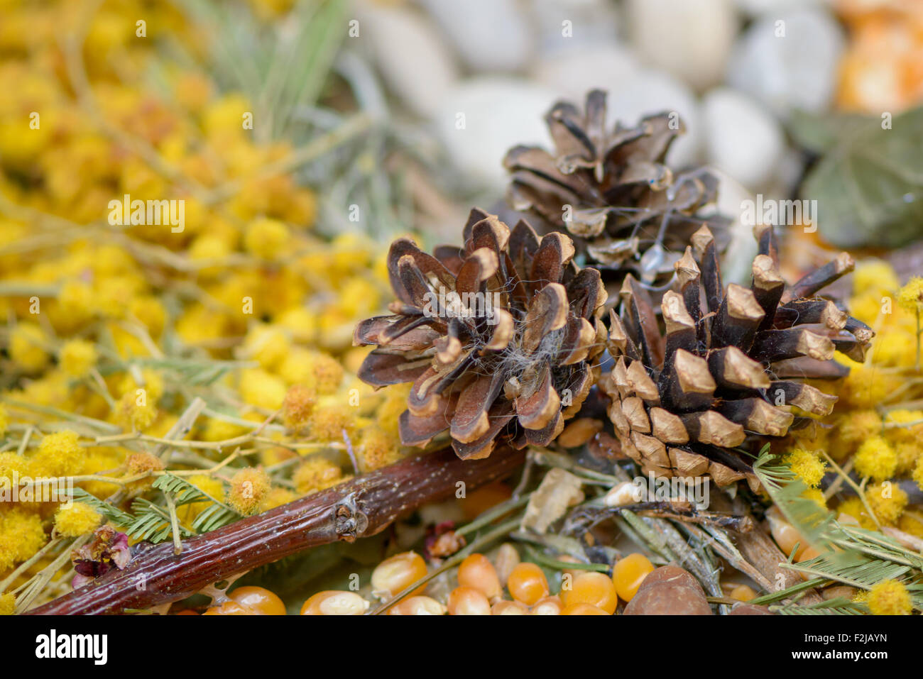 Nice composition with natural material, like nuts, walnuts, pine cones, grapes, hazelnuts and corn Stock Photo