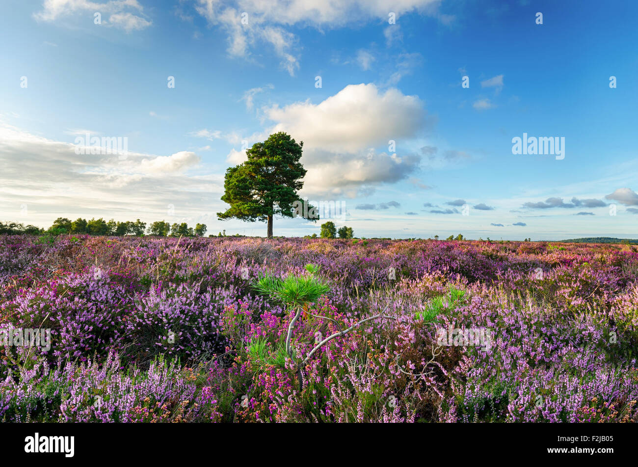 A carpet of purple heather in the New Forset National Park in Hampshire Stock Photo