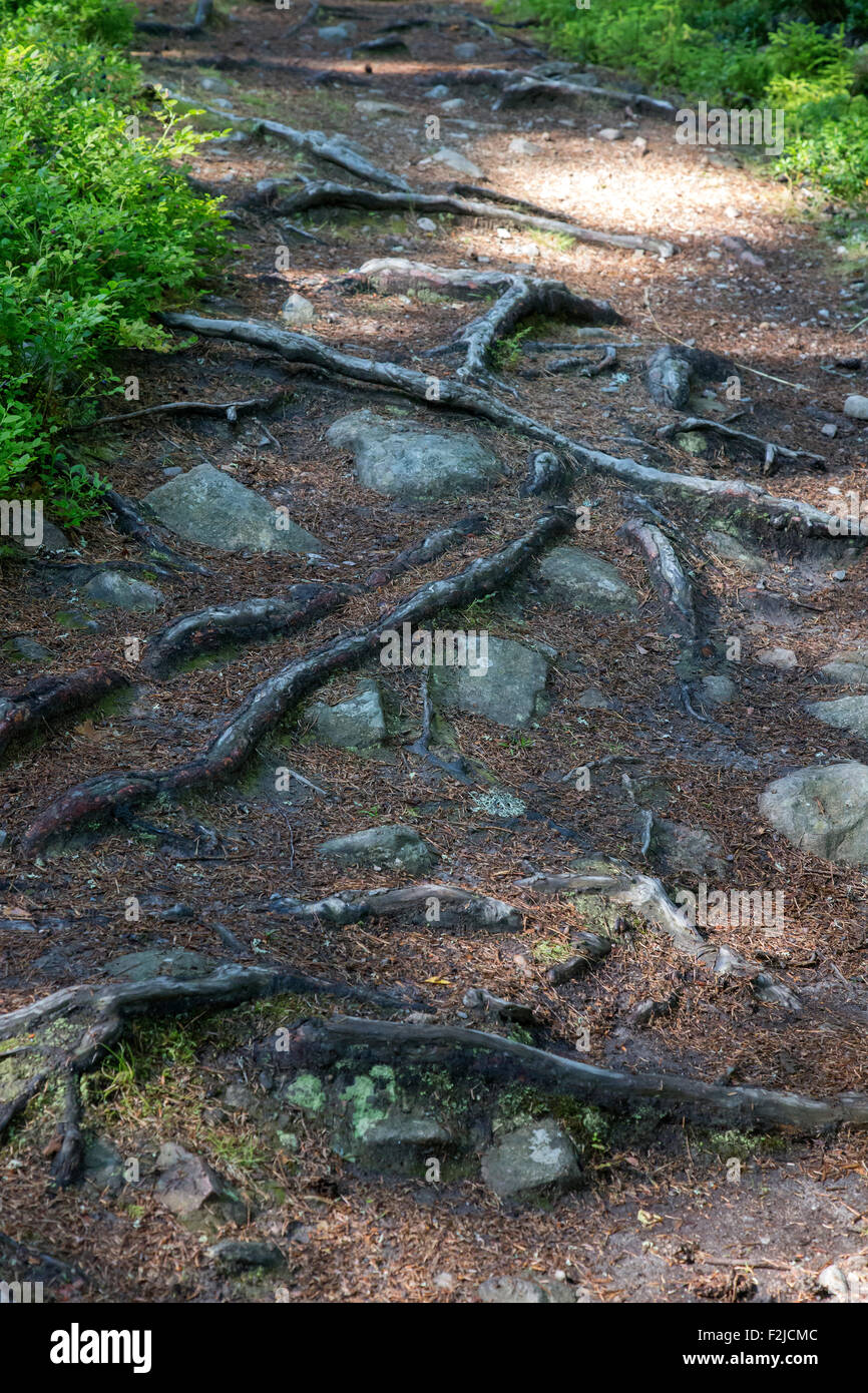Forest path with many roots and rocks Stock Photo