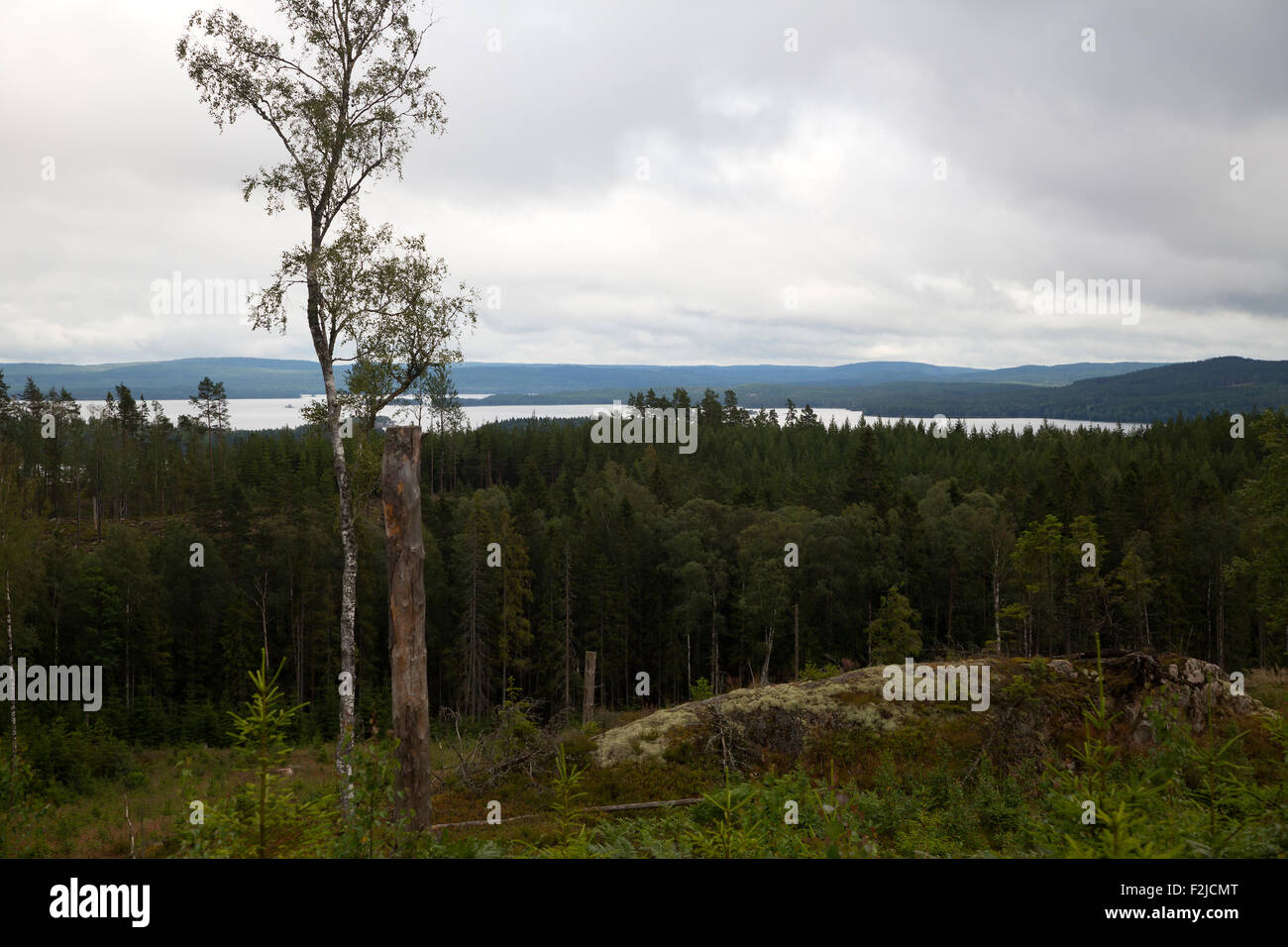 View on Glaskogen Nature Reserve, Varmland, Sweden Stock Photo