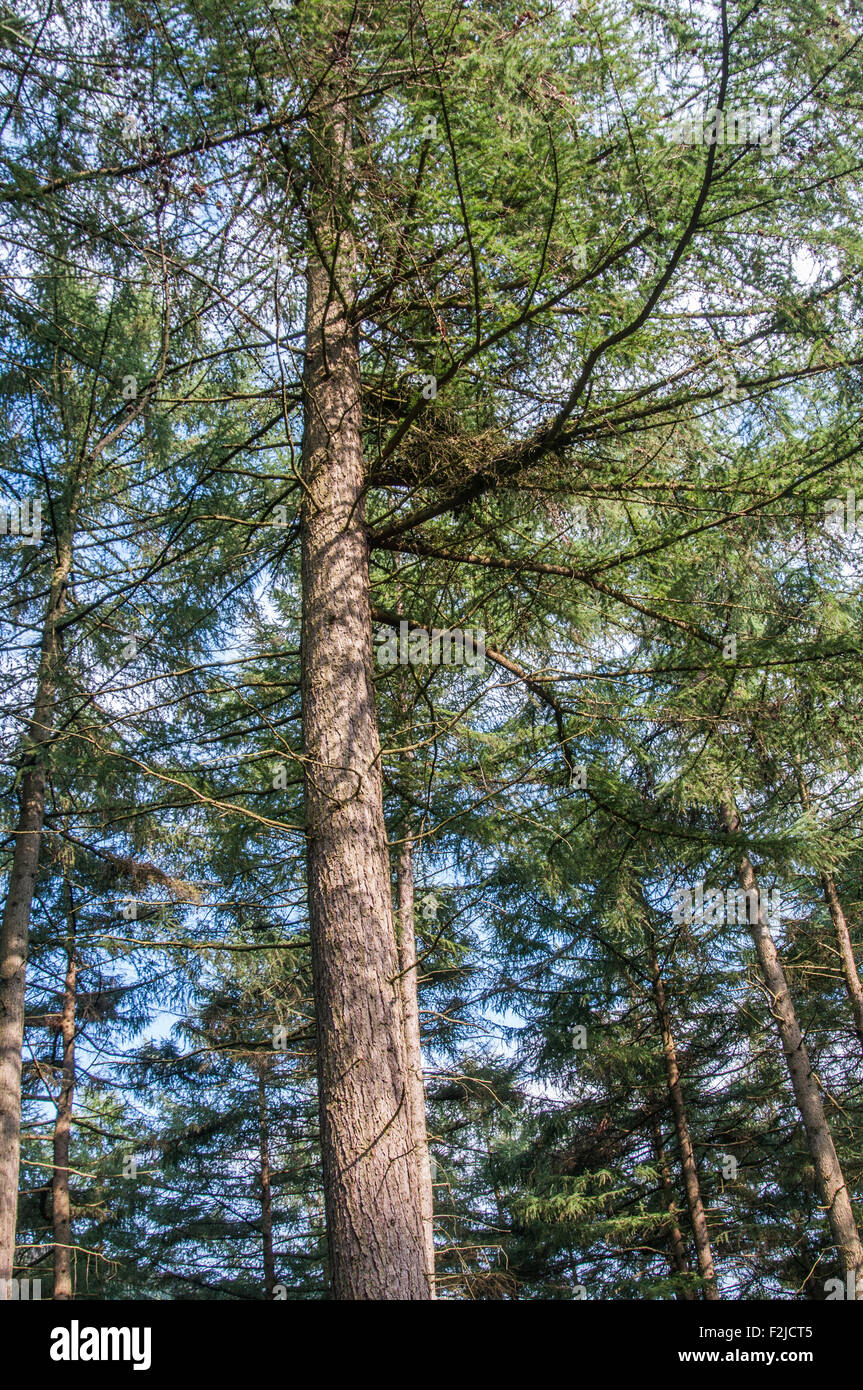 Tall Straight Pine Trees And Green Grass In The Nordic Woods Stock Photo,  Picture and Royalty Free Image. Image 57840407.