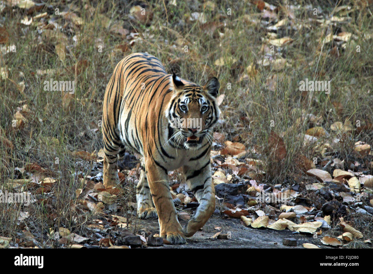Bengal Tiger (Panthera Tigris Tigris) Approaching Closely, Bandhavgarh, India Stock Photo