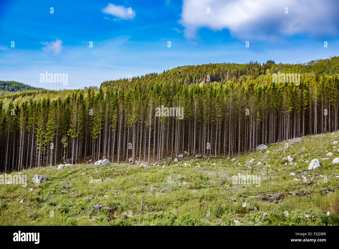 Deforestation in Norway Stock Photo