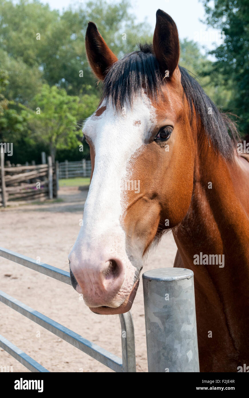 The face and head markings of a young Clydesdale horse at Far Enough Farms at Centreville on