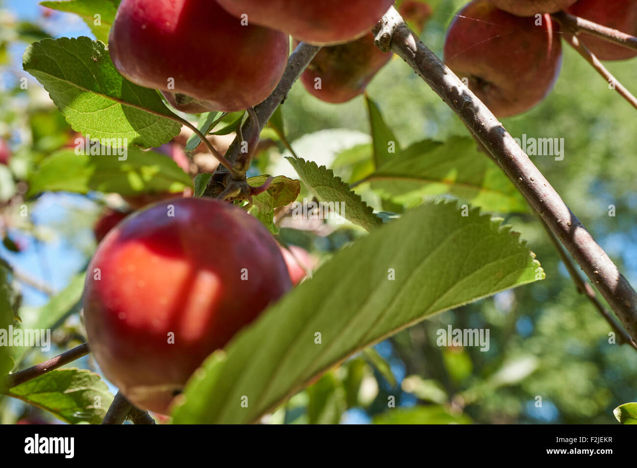 crabapples ripening on a tree near Reading Pennsylvania, USA Stock Photo