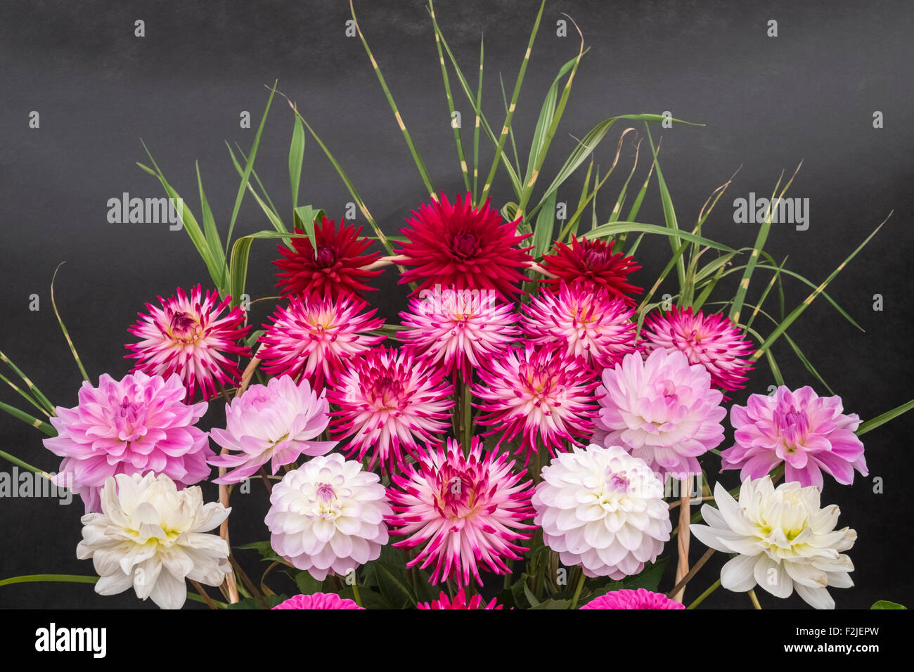 Display of flowering Dahlia plants Stock Photo