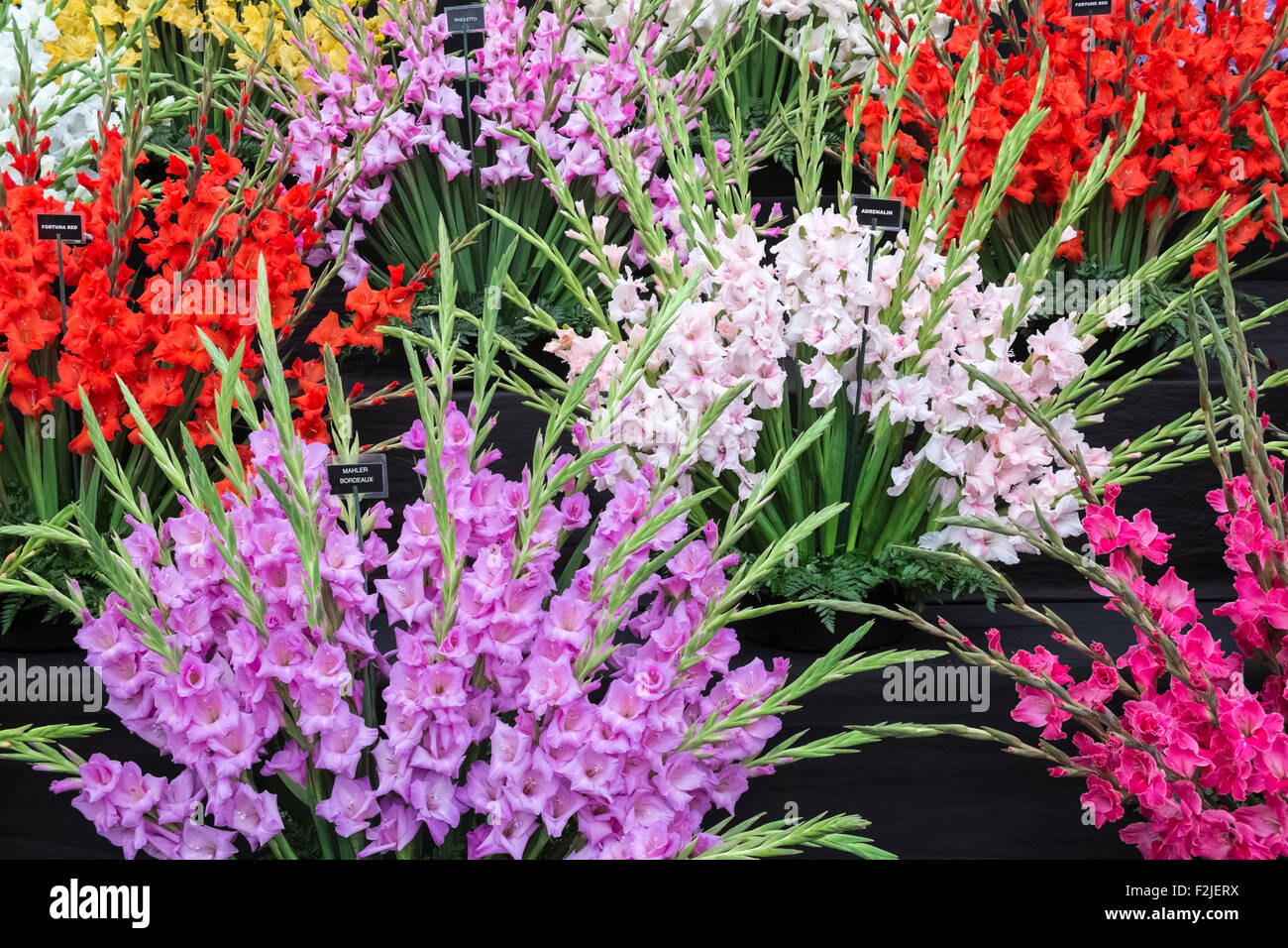 Gladioli flowers on display at a garden show, Harrogate, England UK