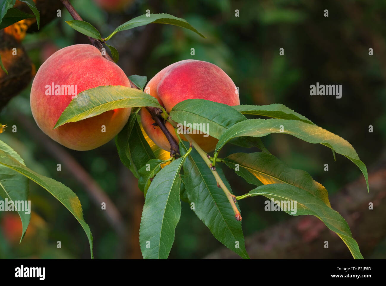 Ripe Peaches on the Branch Stock Photo - Alamy