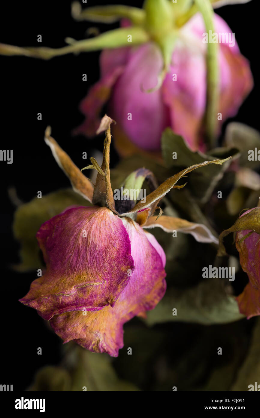 Withered and dried rose flower illustrating sadness concept Stock Photo
