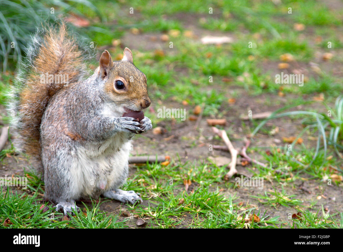 A gray squirrel (Sciurus carolinensis) sitting upright eating a nut held in its fore paws. Stock Photo
