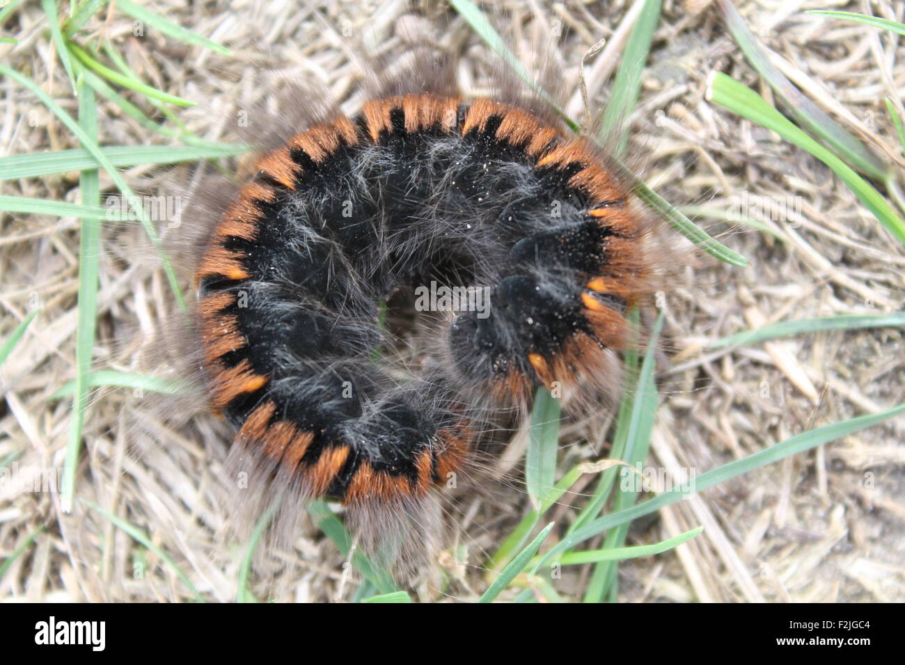 Case moth caterpillar hires stock photography and images Alamy