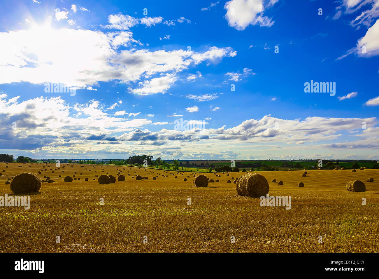 Yellow Straw Bales in a Stubble Field at end of Summer at Day with ...